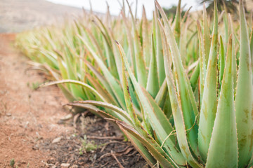 Aloe Vera Plantage auf Fuerteventura; Kanarische Inseln