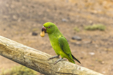 	Green parrot eating a peanut and showing in to the camera, scene shot on Fuerteventura in summer 2016.