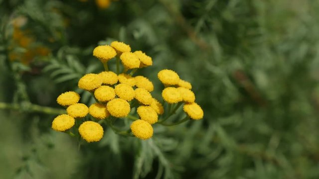 Bitter golden buttons of Tanacetum vulgare yellow flower shrub on the wind 4K 2160p 30fps UltraHD footage - Tansy perennial herbaceous flowering plant 3840X2160 UHD video 