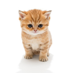 Fototapeta na wymiar Little kitten breed British