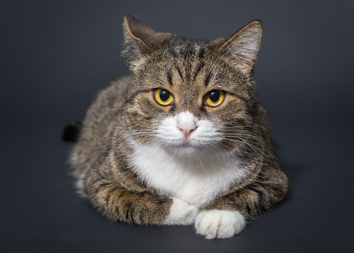 Grey cat lying on black background