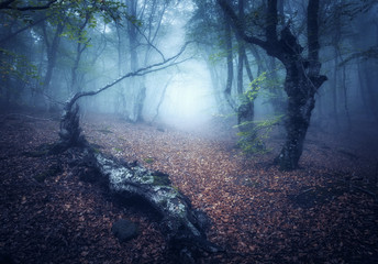 Fall forest in fog. Mystical autumn forest with trail in fog. Old Tree. Beautiful landscape with...