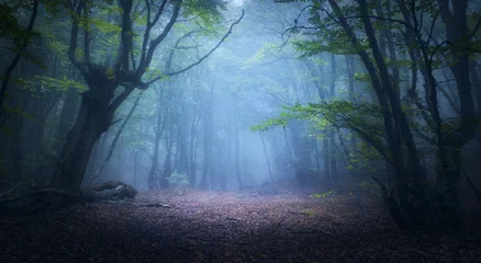 Foto op Plexiglas Bos in mist. Herfst bos. Betoverd herfstbos in mist in de ochtend. Oude Boom. Landschap met bomen, kleurrijk groen en rood blad en blauwe mist. Natuur achtergrond. Donker mistig bos © den-belitsky