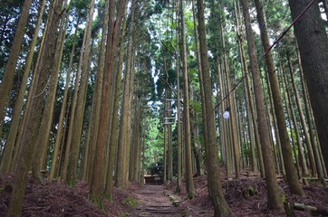 Fototapeta premium 京都 愛宕神社参道