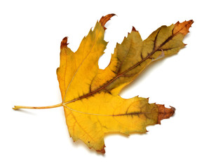 Autumn dried maple leaf