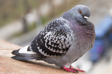 Grey - black pigeon on the orange brick wall.