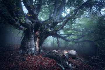 Panele Szklane Podświetlane  Stare drzewo. Las we mgle. Spadek drewna. Mistyczny jesienny las we mgle rano. Piękny krajobraz z drzewami, kłodą, kolorowymi liśćmi i mgłą. Tle przyrody. Mglisty las z magiczną atmosferą