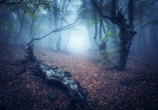 Fototapeta Fall forest in fog. Mystical autumn forest with trail in fog. Old Tree. Beautiful landscape with trees, log, path, orange leaves and fog. Nature background. Magic foggy forest. Fall woods