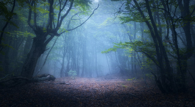 Fototapeta Forest in fog. Fall woods. Enchanted autumn forest in fog in the morning. Old Tree. Landscape with trees, colorful green and red foliage and blue fog. Nature background. Dark foggy forest