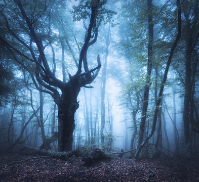 Fototapeta Dark forest in fog. Fall wood. Enchanted old Tree. Scary autumn forest in blue fog. Beautiful landscape with trees, green foliage and fog. Nature background. Foggy forest with magic atmosphere 