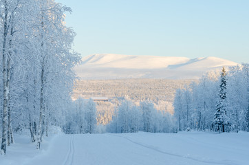 A wonderful winter view  of the ski tracks in a forest, covered
