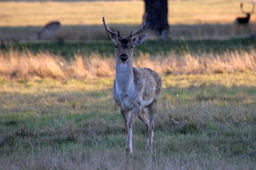 Single young fallow deer at sunset
