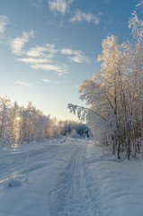 Obraz na płótnie Canvas A wonderful winter landskape of the ski tracks in a forest, cove