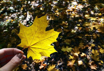 Fall maple leaf in women hand on a blurred autumn leaves background.Hand holding yellow maple leaf.Autumn concept.Selective focus.
