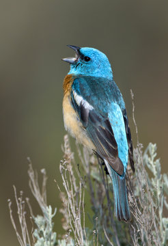 Lazuli Bunting (Passerina amoena) singing on sage brush in Columbia National Wildlife Refuge, Washington, USA