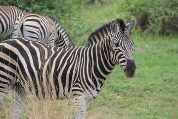 Fototapeta na wymiar Zebra1