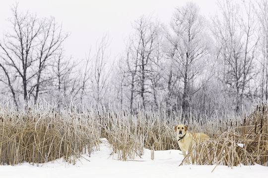Yellow Labrador Retriever standing in a marsh on a snowy winter day.  Assiniboine Forest, Winnipeg, Manitoba, Canada.