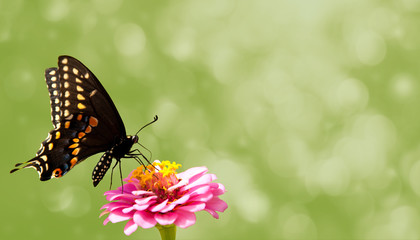 Fototapeta na wymiar Dreamy image of a Black Swallowtail butterfly on pink Zinnia, a nature themed business card design
