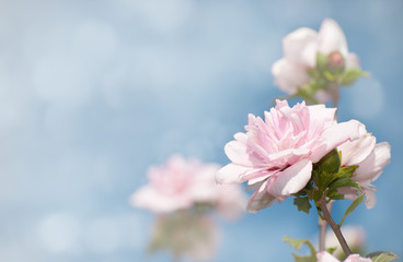 Dreamy image of light pink Althea flowers against blue sky