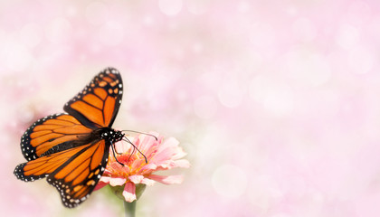 Monarch butterfly with its wings wide open on a dreamy light pink background, a busines card design