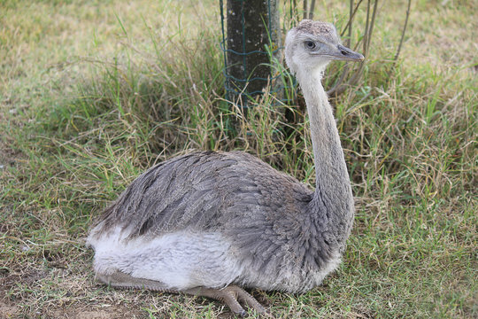 ostrich lying on the grass