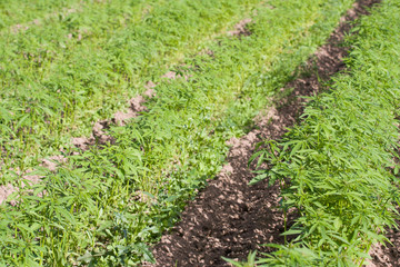 Fototapeta na wymiar Field of hemp Cannabis Sativa