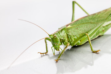 Sauterelle verte