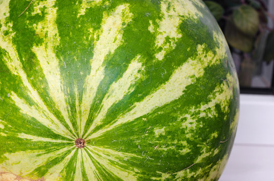 texture of green and yellow peel of watermelon round back side closeup.