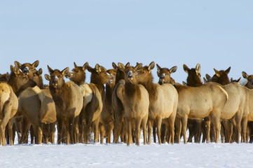 Elk (Cervus elaphus) Females gathered on a hilltop. When Elk gather in a tight group they are either alarmed for some reason or are going to do something such as cross a road or swim a river. Highway 5, Waterton lakes National Park, southwest Alberta, Canada.