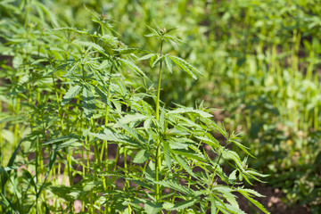 Field of hemp Cannabis Sativa