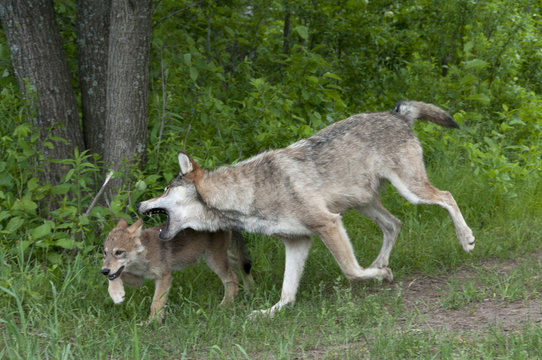 Adult gray wolf nipping pup for discipline; Minnesota; (Canis lupus);
