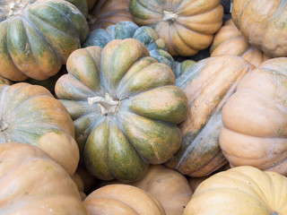 Harvest: Heap of Musquee De Provence Pumpkin, Cucurbita moschata