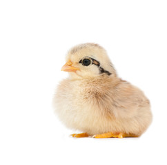 Fluffy little Easter chick on white