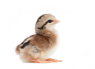 Cute little striped Easter chick. side view, on white background