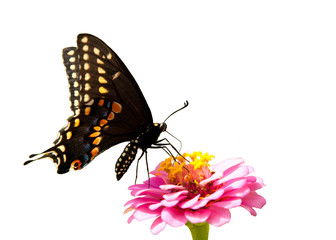 Eastern Black Swallowtail butterfly on a pink Zinnia on white background