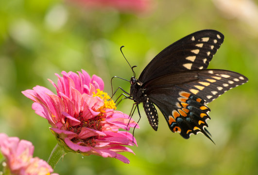 Eastern Black Swallowtail butterfly, Papilio polyxenes asterius, feeding on a pink Zinnia bloom