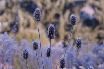 Wilde Karde im Winter