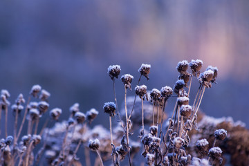 Samenst&auml;nde im Winter