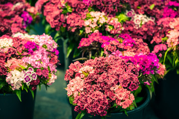 Beautiful carnation flowers at an european market