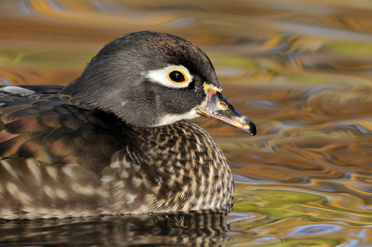 female Wood Duck portrait at Mystic Pond