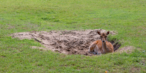 roe deer in a sandhole in a meadow