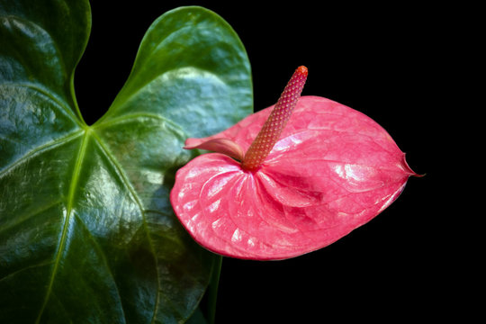 Pink flower- Anthurium andreanum  in garden
