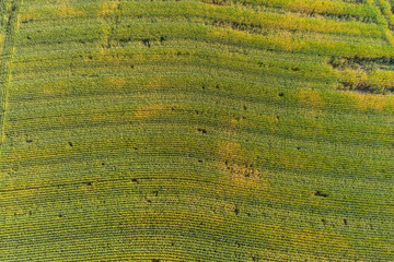 Luftbild von einem Maisfeld