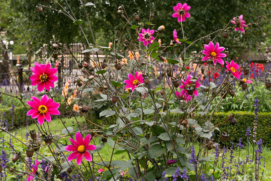 group of dahlias in park