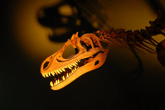 Dinosaur Skeleton