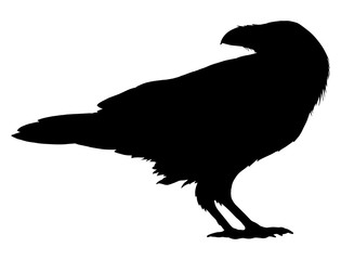 Stylized crows. Decorative bird. Line art. Rook. Black and white drawing by hand. Doodle. Zentangle. Tattoo. Graphic arts.