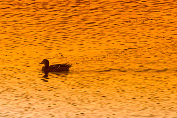 Duck at Sunset