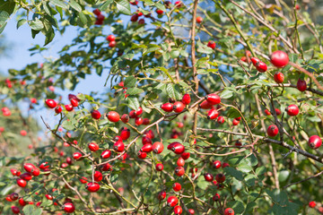 Bush with red ripe rose hip