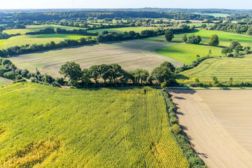Fototapeta premium Luftbild von einem Maisfeld