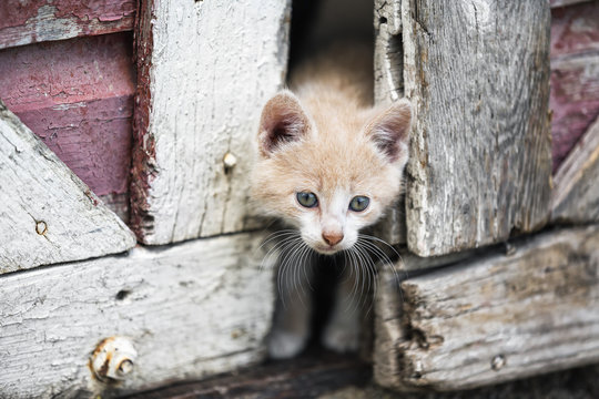 Kitten peeking through barn doors, Manitoba, Canada